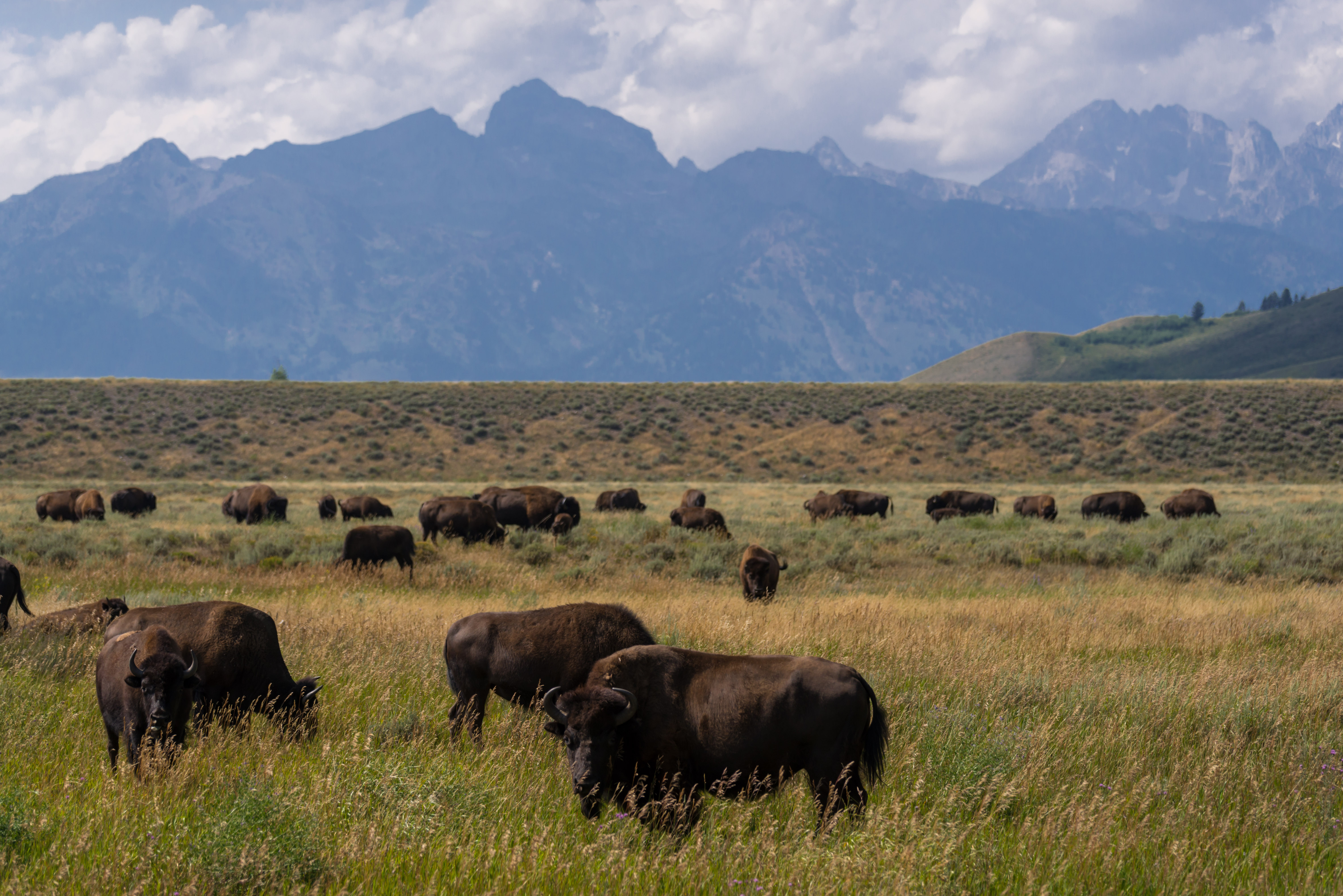 A herd of buffalo in the field in front of the Grand Teton National Park area in Wyoming. – Luxury Jackson Hole
