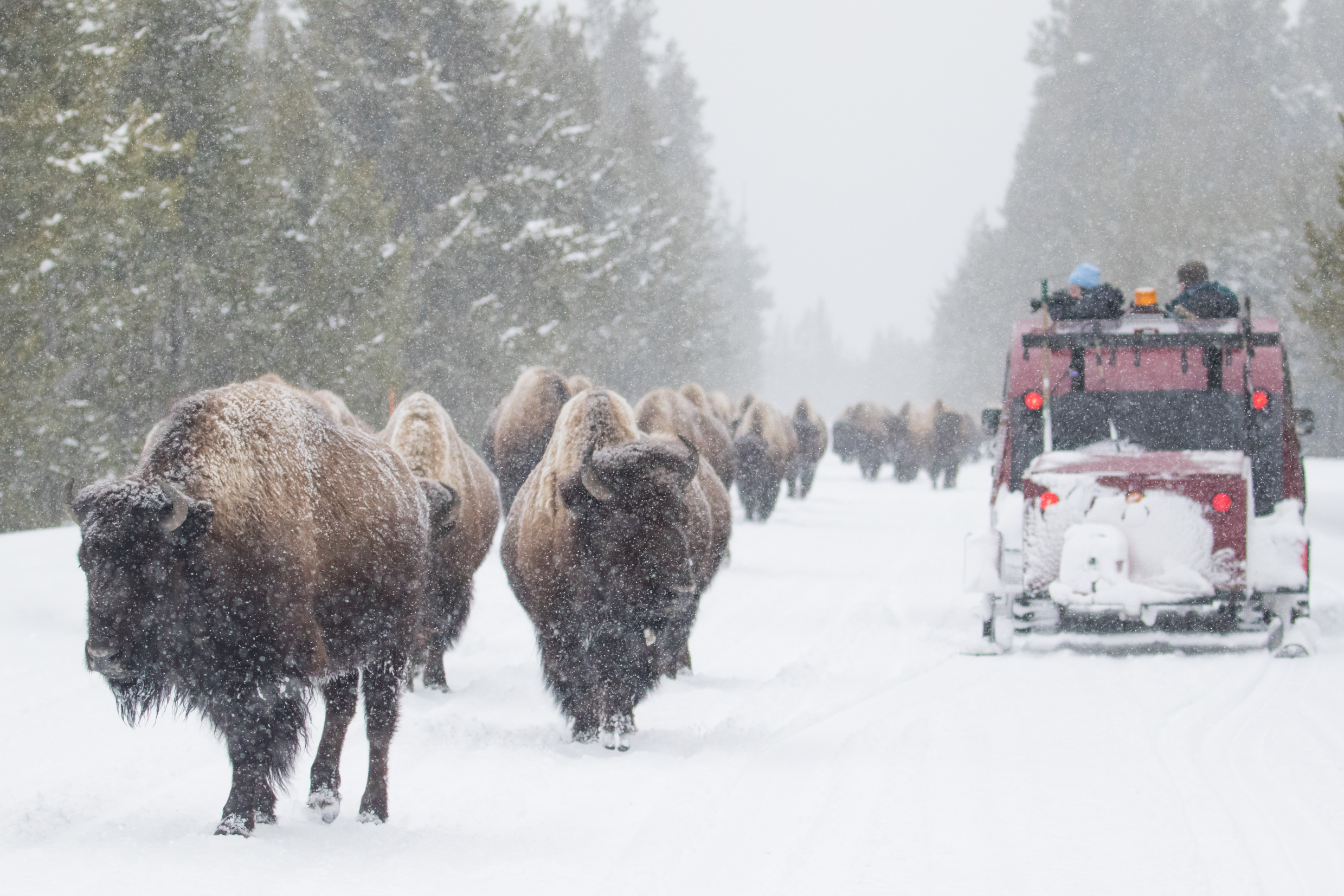 Unique and Luxurious Ways to Explore Jackson Hole in the Winter